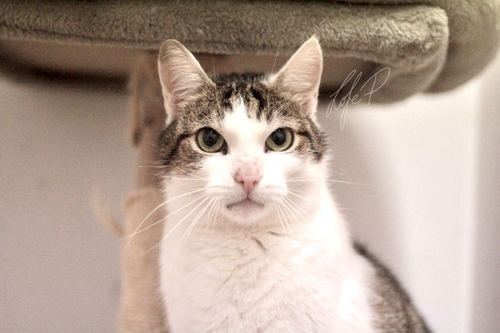 Cudowny, towarzyski i spokojny Termit czeka na dom!