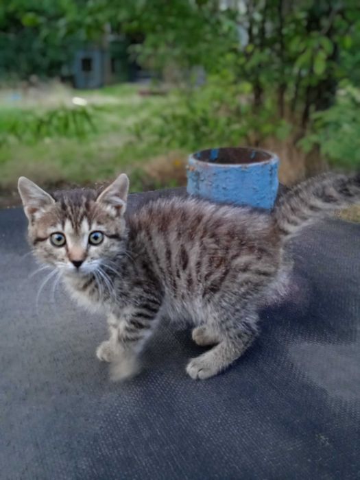 Кошеня в добрі руки!