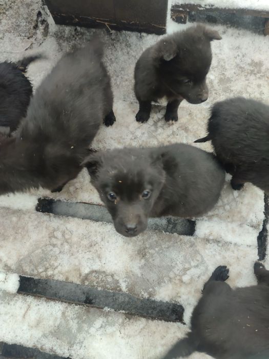 Цуценя щенка собака