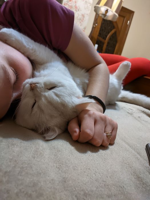 В'язка  чемний кіт шукає наречену