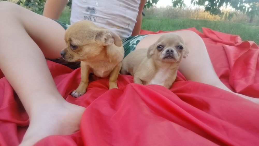 Śliczne -szczenię Chihuahua! aktualne zdjecia