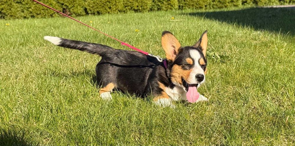 Welsh Corgi Cardigan - Piękna Suczka