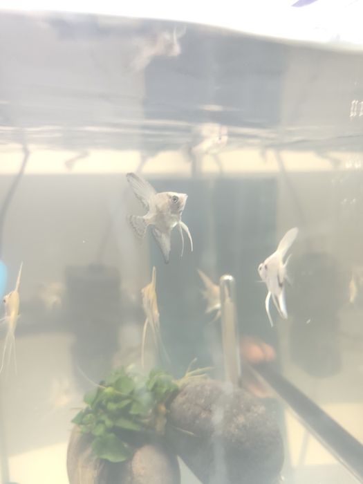 Escalares juvenis
