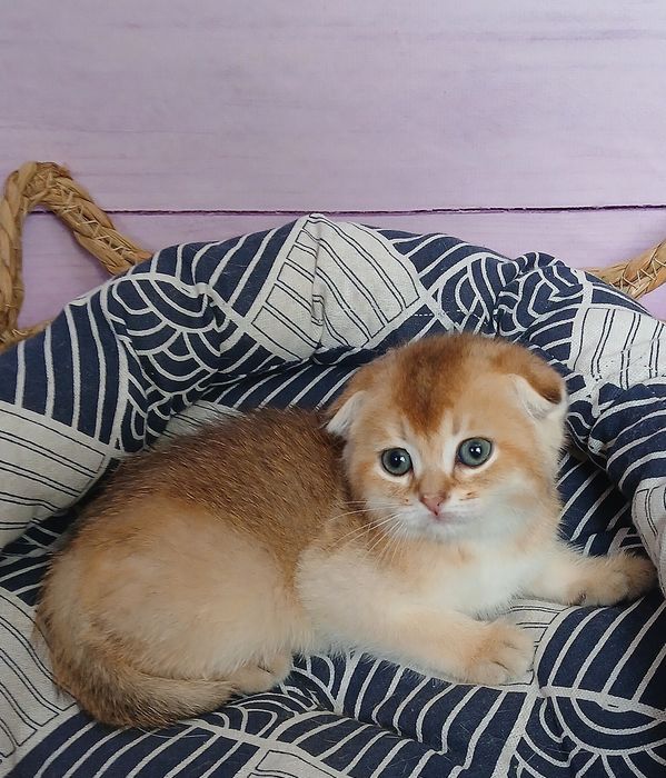 Котики золотої шиншили