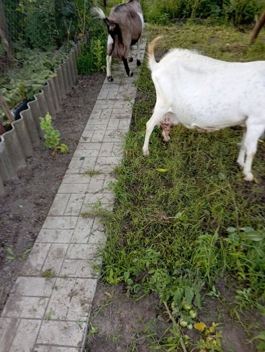 Продаю дві кози.