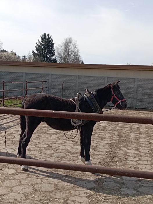 Koń Śląski skarogniady w siwiźnie
