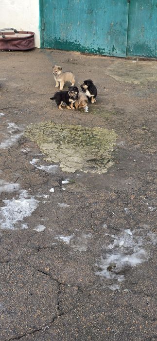 Маленьких клубочків в добрі руки
