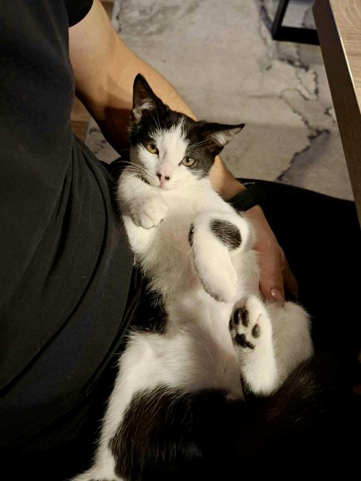 Młody, energiczny Pepe szuka kochającego domu