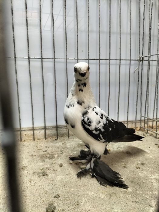 Gołębie ozdobne, motyl warszawski.