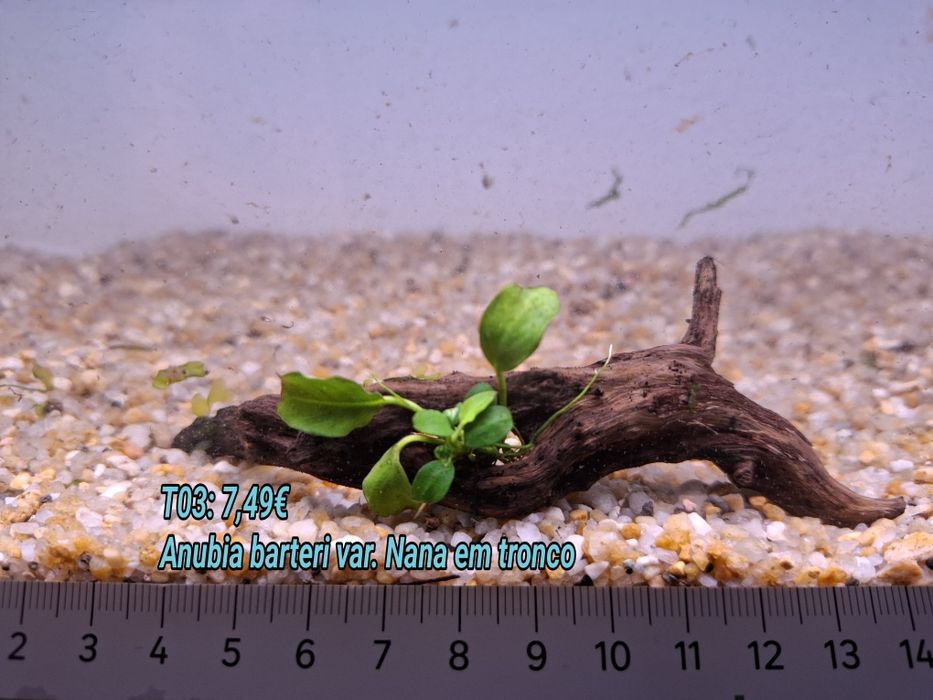 Anubia em rocha vulcânica e Tronco . (Aquário Plantas)