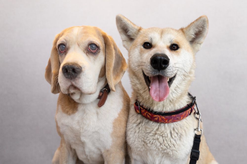 Zaginely dwa psy Gmina Pruszcz pomorski