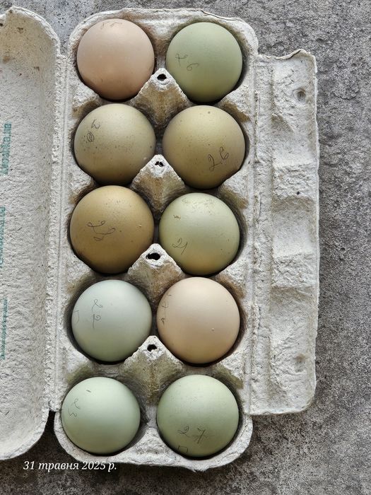 Циплята мікс з кольорового яйця