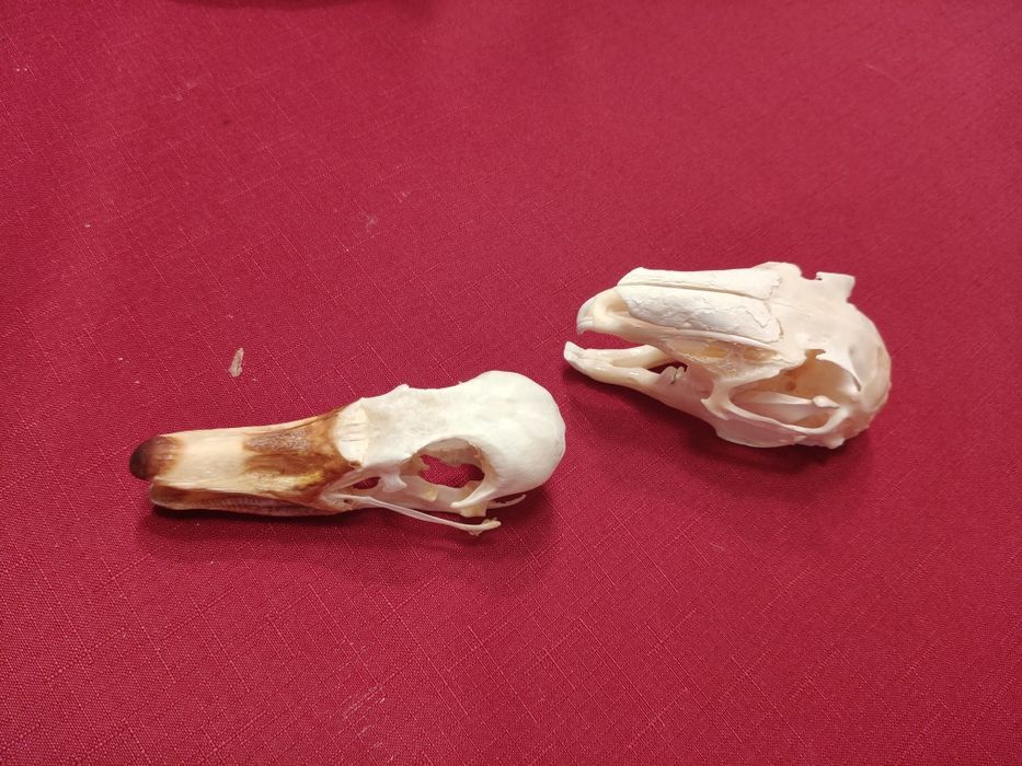 Taxidermy Zestaw Rogacz Zając Gęś