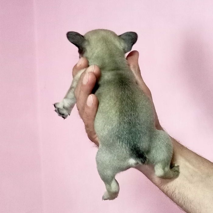 Французький бульдок