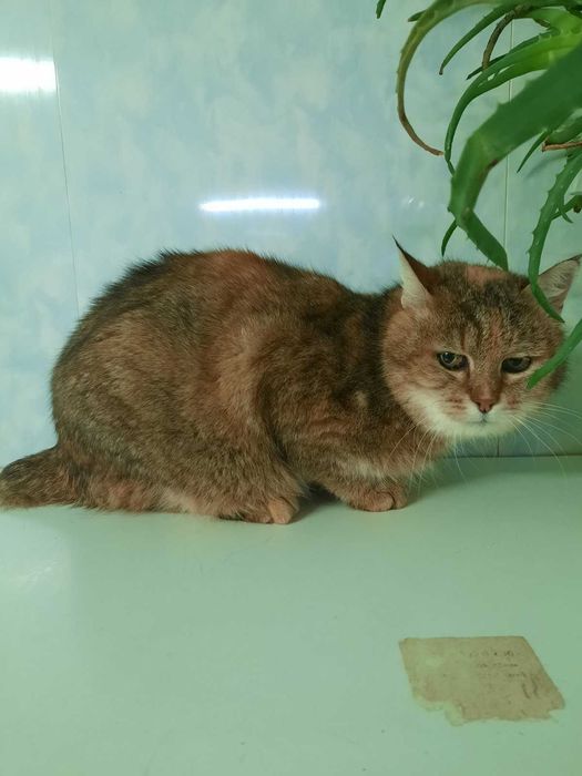 Особенная кисуля без хвоста Рыся ищет любящую семью