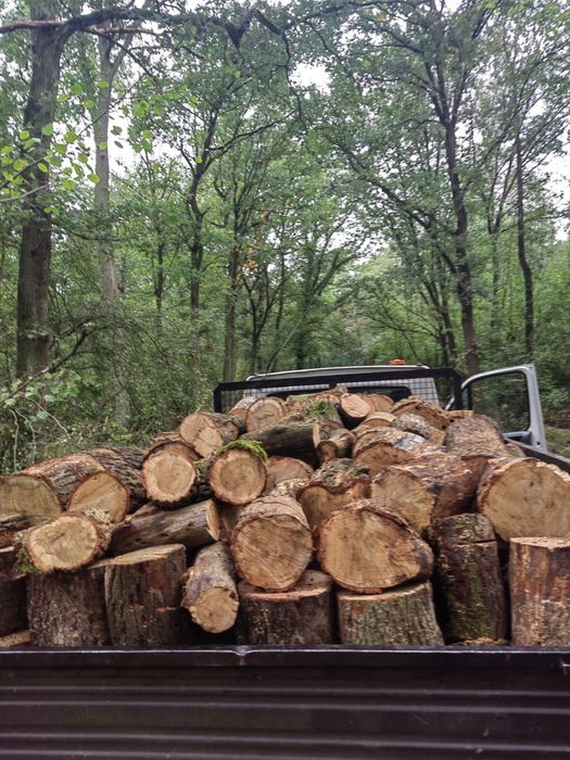 Drewno kominkowe i opałowe transport gratis