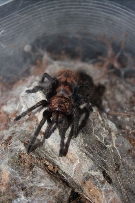 Ptasznik samica  Chromatopelma cyaneopubescens