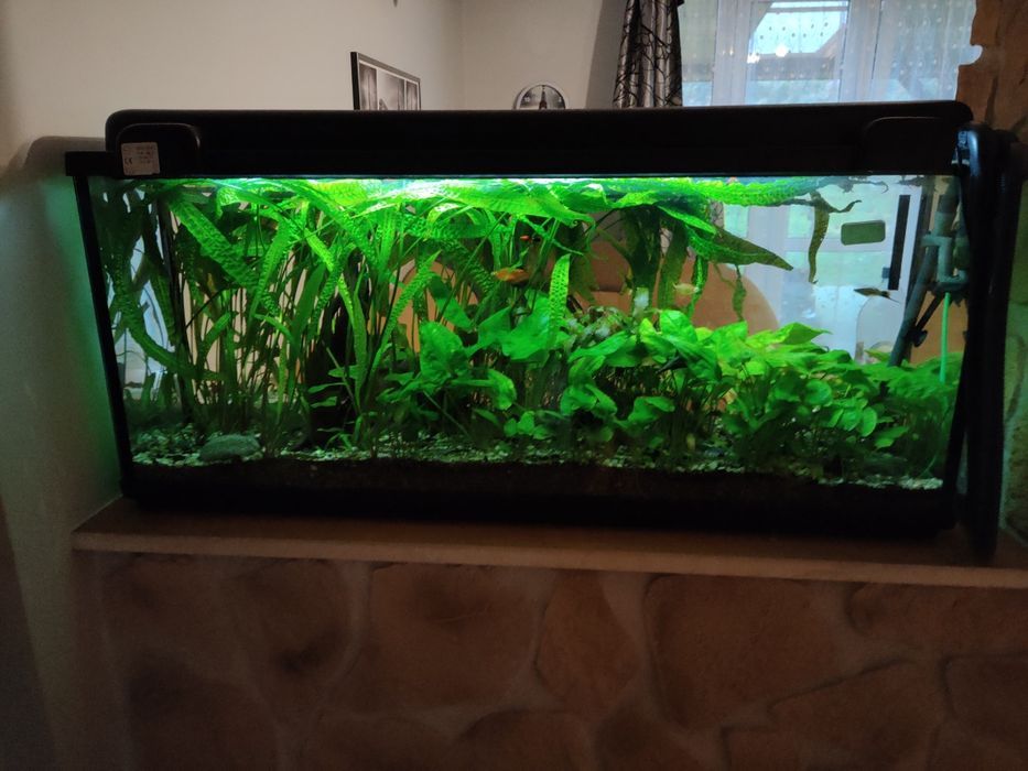 Cryptocoryne zielona i roślinki