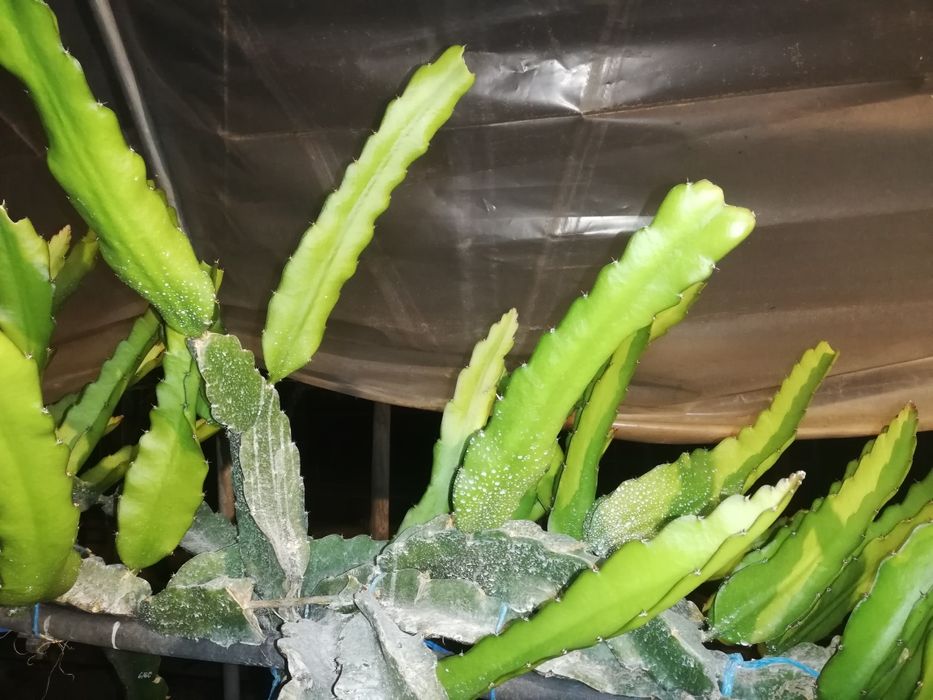 Mudas de Pitaya sem raiz