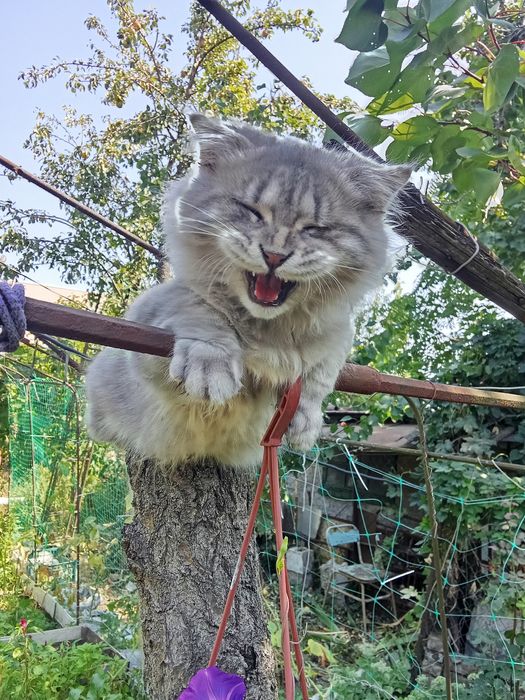 Шотландец кот особенный