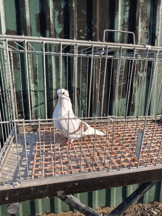 Sprzedam gołębia