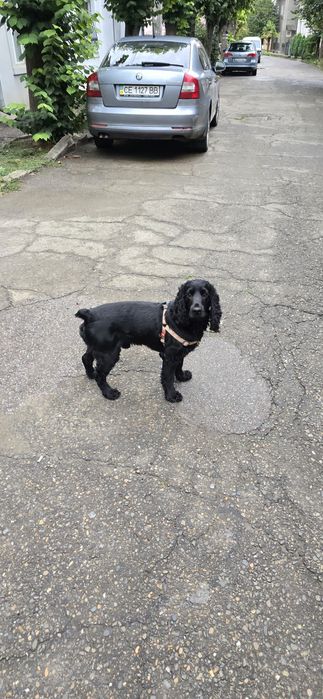 В'язка Англійського Кокер-спаніель