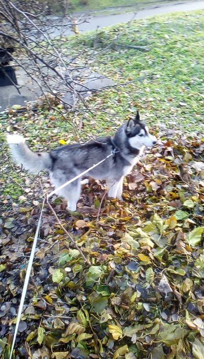 Симпатичный мальчик ищет подружку для вязки.