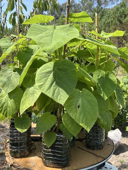 Paulonia elongata, paulownia elongata , data do plantio , janeiro
