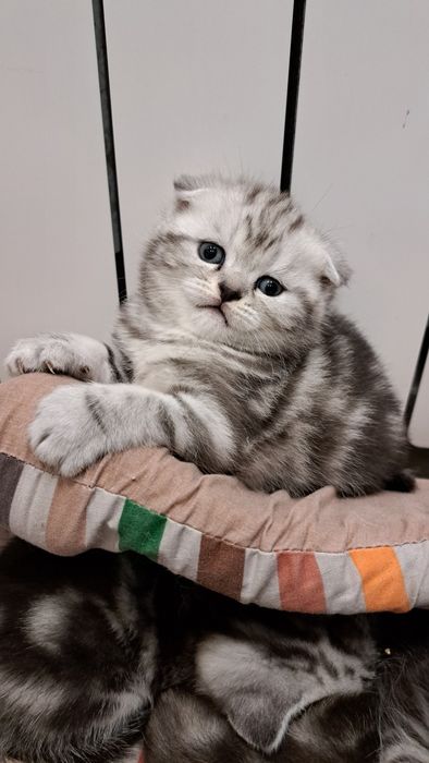 Шотландские котята Вислоушки и Прямоушки