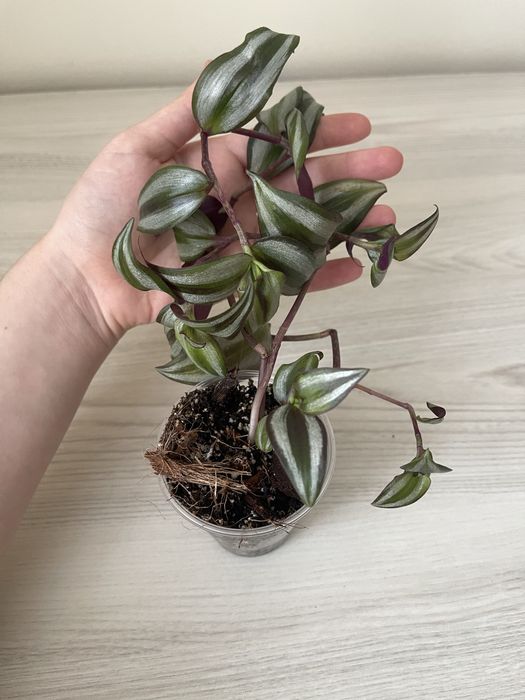 Маранта, сциндапсус, традесканція