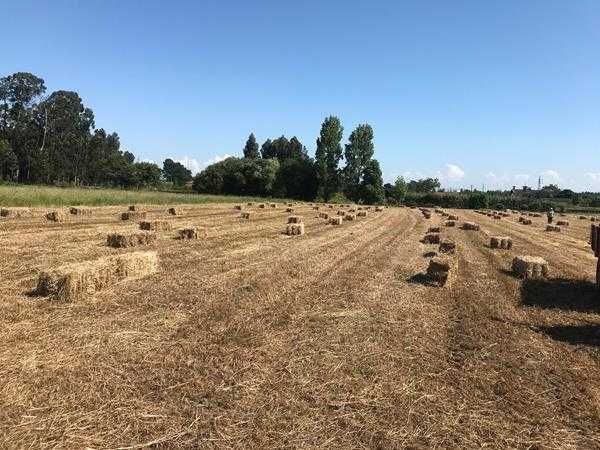 Vendo fardos de palha