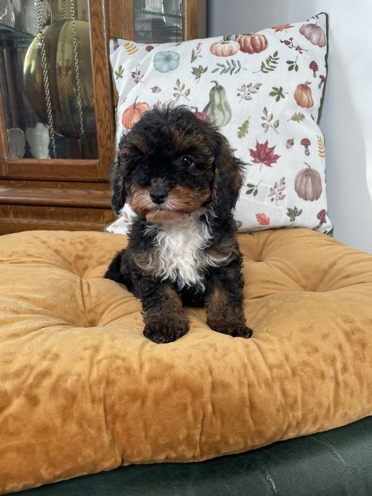 Cavapoo f1b dostępny piesek tricolor