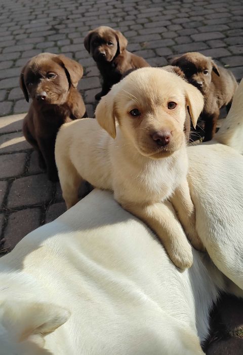 labrador szczeniak