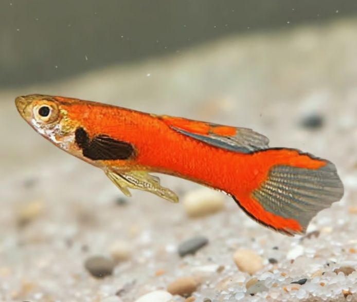 Vendo Guppys Endler