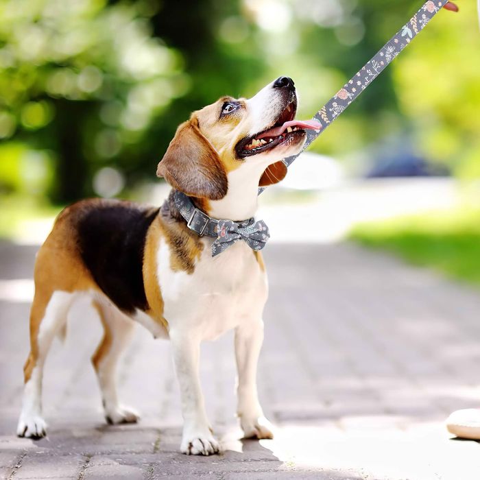 Smycz z obrożą dla psa regulowana 1.5m