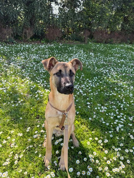 Cão para adoção responsável - MAIA