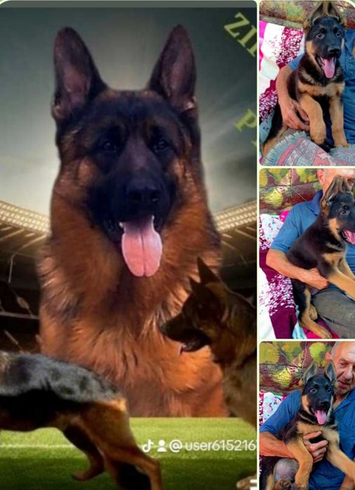 Питомник ZOLOTOY PUT' K POBEDE предлогает щенков.