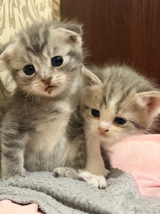 Котенок Серебристая шиншилла