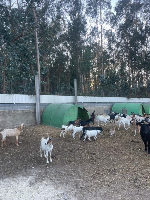Vendo cabras de varias raças