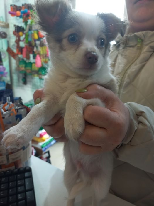 Продаю  цуцен Чихуахуа.