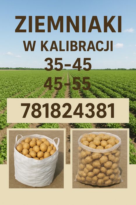 Ziemniaki o wielkości sadzeniaka. Transport gratis. Kilka odmian