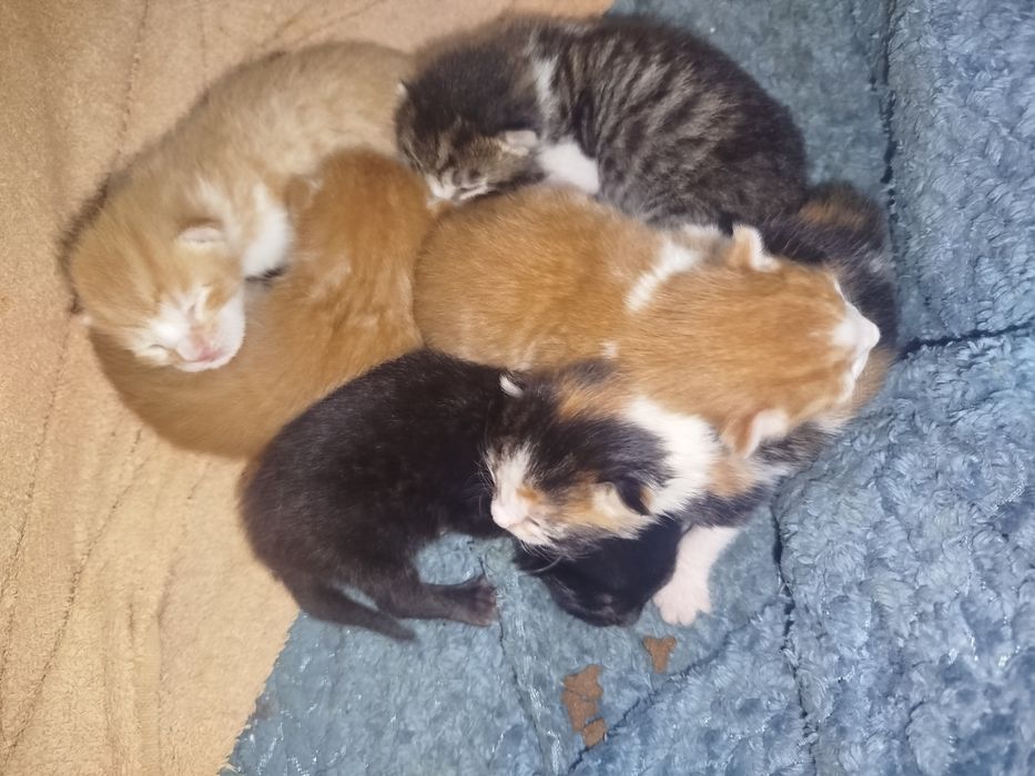 Gatinhos para Adoção Responsável