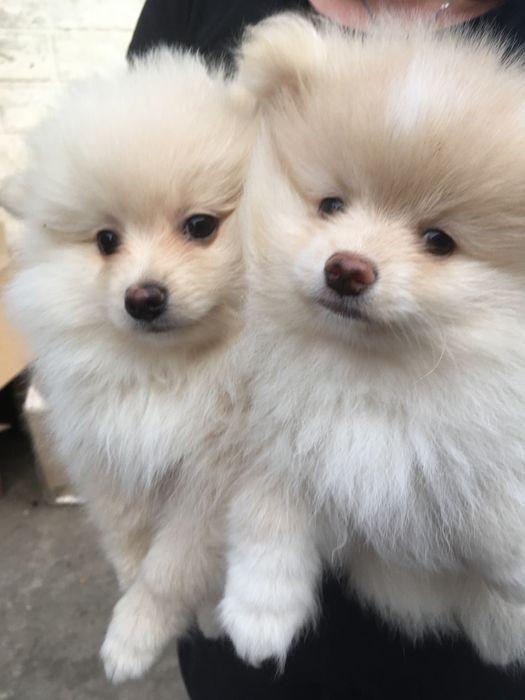 Померанские шпицы,два мальчика и девчуля
