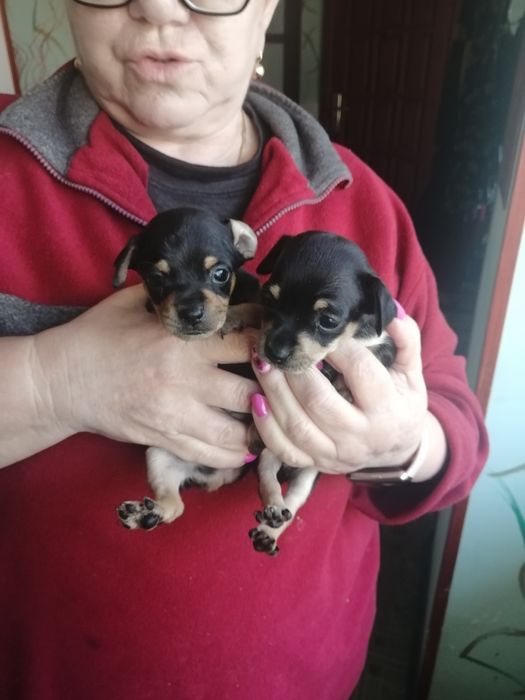 Щенки русский той - терьер