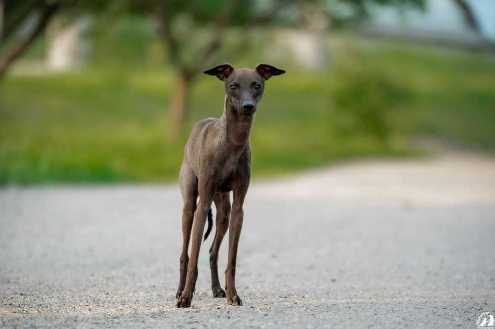 Левретки хлопчик