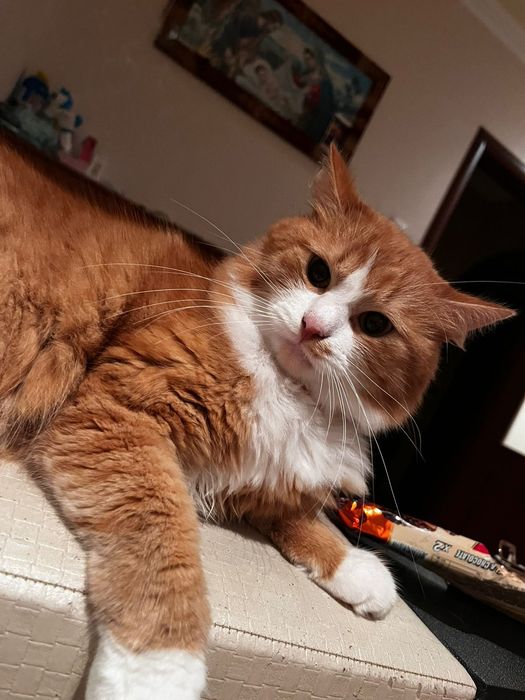 Віддам котика у Добрі руки:)гарно себе поводить дуже грайливий)))