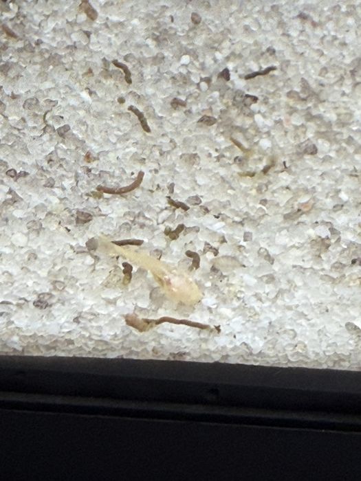 Peixes ancistrus albinos
