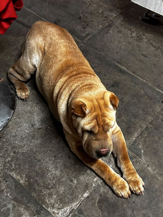 Ofereço serviço de passear caes