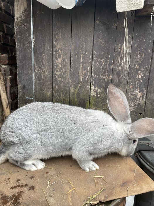 Króliki  Belgijskie