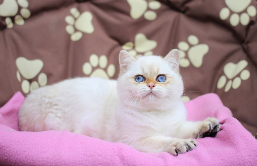 Британский котик по имени Эклер ищет новый дом